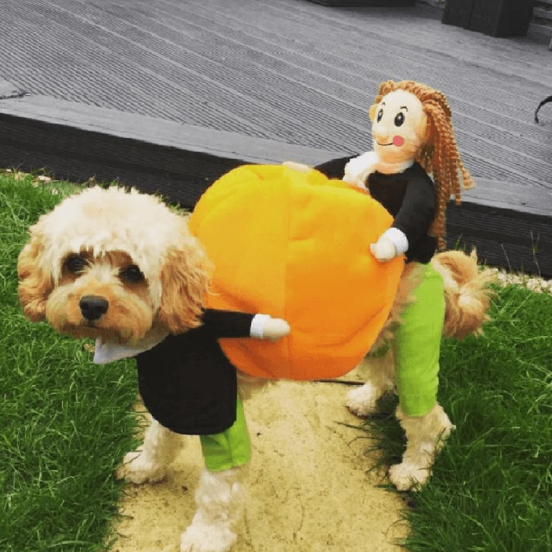 Koiran Kurpitsa Halloween-asu – Hauska ja Mukava Asu Pienille, Keskikokoisille ja Suurille Koirille