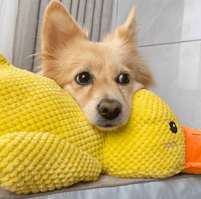 SnuggleQuack – Rauhoittavat Äänet Stressittömälle Koiralle