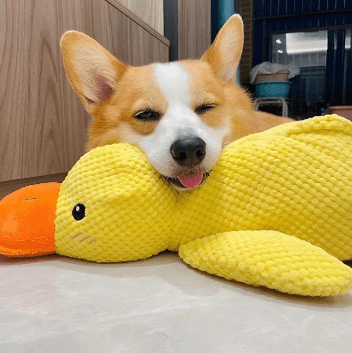 SnuggleQuack – Rauhoittavat Äänet Stressittömälle Koiralle