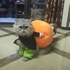 Koiran Kurpitsa Halloween-asu – Hauska ja Mukava Asu Pienille, Keskikokoisille ja Suurille Koirille