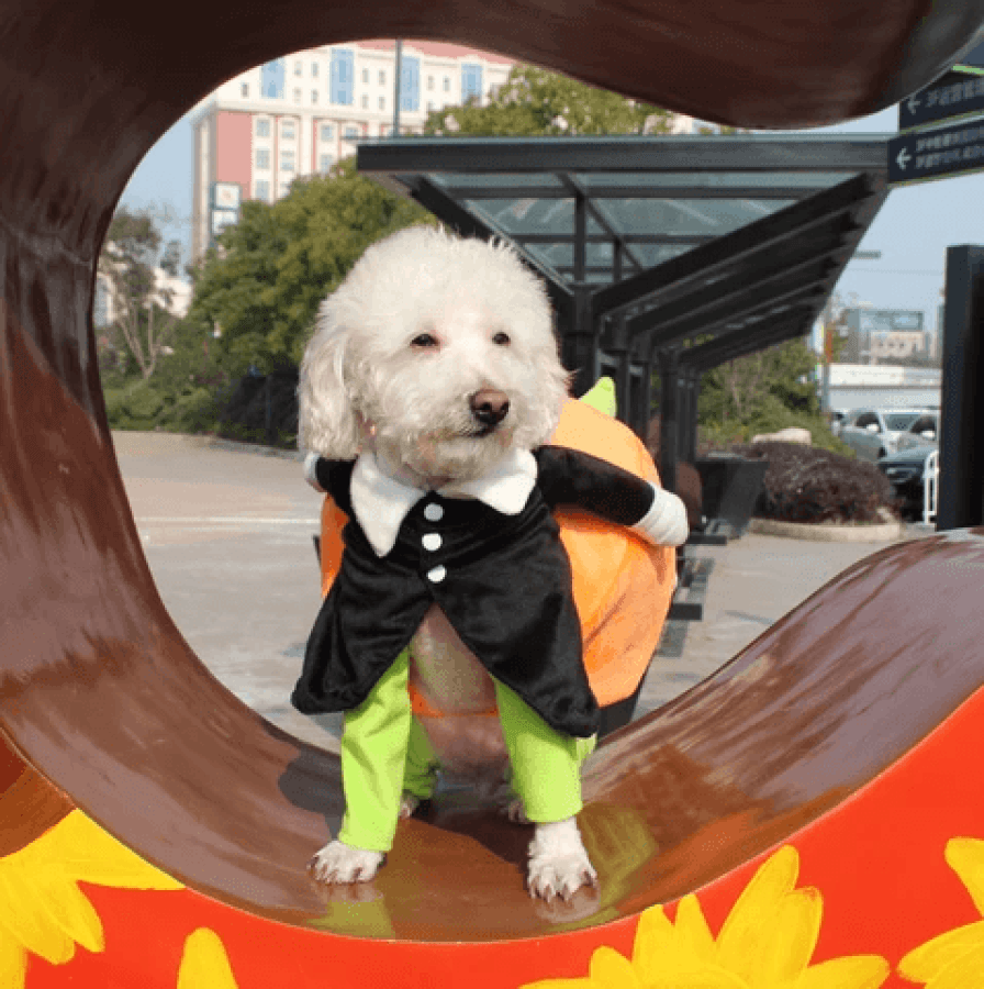 Koiran Kurpitsa Halloween-asu – Hauska ja Mukava Asu Pienille, Keskikokoisille ja Suurille Koirille