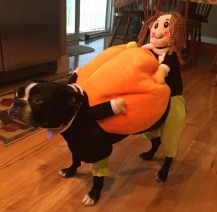 Koiran Kurpitsa Halloween-asu – Hauska ja Mukava Asu Pienille, Keskikokoisille ja Suurille Koirille