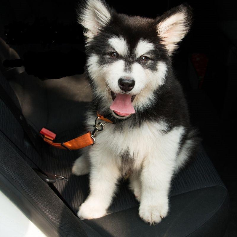 Dog Seat Belt™ – Säädettävä ja turvallinen turvavyö kaikenkokoisille koirille